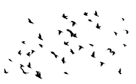 A flock of flying birds. Vector illustrationのイラスト素材