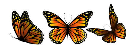 Flying orange butterflies. Vector illustrationのイラスト素材