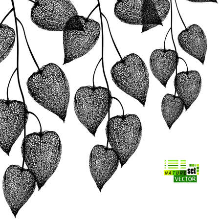 Physalis graphic sketch isolated on watercolor orange texture with space for text, Vector illustration for wallpaper, wrapping paper, textile, cosmetic, package design, background tea, cover page bookのイラスト素材