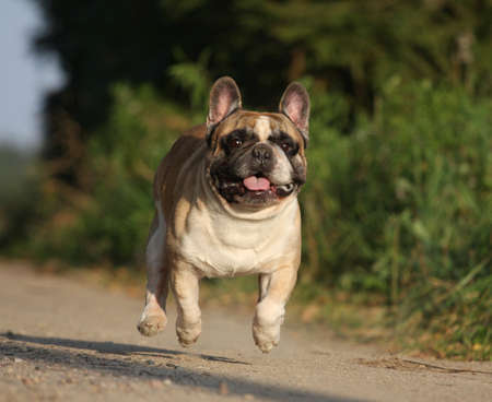 Dog French bulldog black runs frontally and peers attentivelyの写真素材