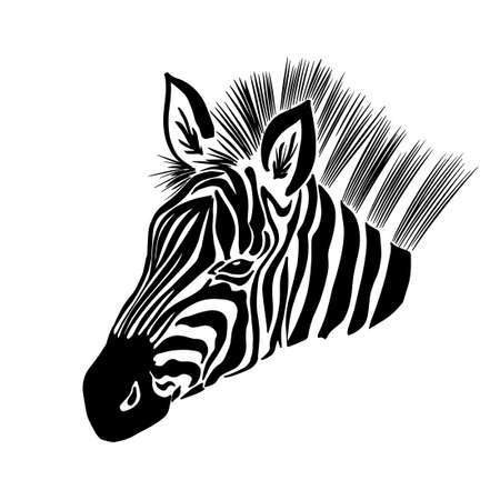 Monochrome zebra. Head to profile graphics. Vector illustration