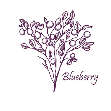 Blueberries on a branch. Vector illustrationのイラスト素材