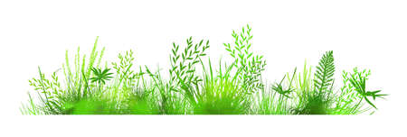 Green grass. The horizontal line of the grass. Vector illustrationのイラスト素材