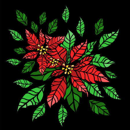 Poinsettia flower On a black background. Vector illustration of a traditional Christmas flower.のイラスト素材