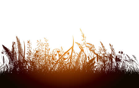 Grass at sunset. Vector illustrationのイラスト素材