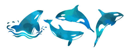 Killer whale blue set. Vector illustrationのイラスト素材