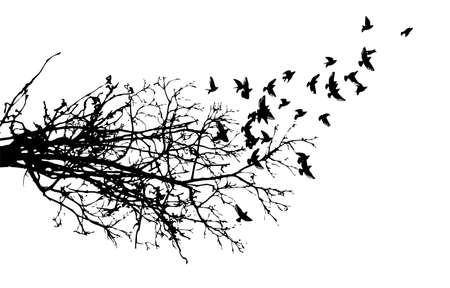 Realistic illustration with silhouettes of three birds - crows or ravens sitting on tree branch without leaves and flying, isolated on white background - vectorのイラスト素材