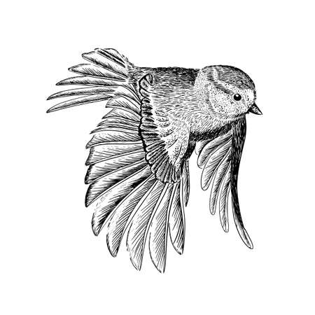 The beautiful hand drawn flying bird. Graphic drawing. Tit with hatching. Vector illustrationのイラスト素材