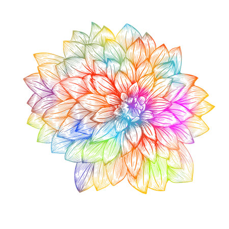 colorful chrysanthemum. Colored and lined chrysanthemum isolated flower. Vector illustrationのイラスト素材