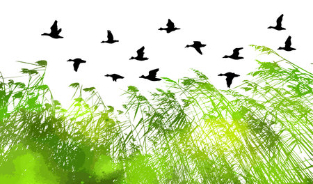 real green grass silhouette and flying ducks. Reeds silhouette tracing. Vector illustrationのイラスト素材