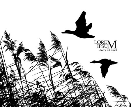 Flying ducks and reeds. Vector illustrationのイラスト素材