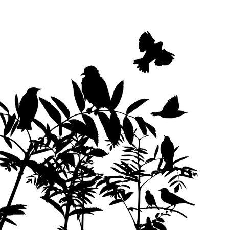 Silhouette of tree branches and birds. Vector illustration, realistic tree branch with leaves and two birds, in black color, on white background. Wall sticker.のイラスト素材