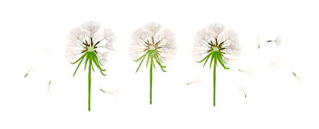 Dandelion object fluffy. Vector illustrationのイラスト素材