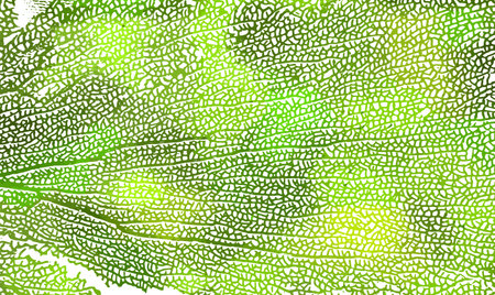 Skeleton green leaf background. Not AI. Vector illustrationのイラスト素材