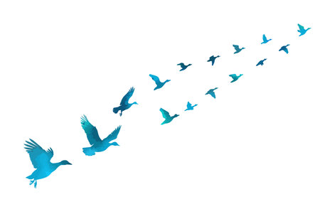 A flock of blue ducks flying. hand drawing. Not AI. Vector illustrationのイラスト素材