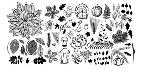Set of autumn monochrome elements. hand drawn. Not AI, Vector illustrationのイラスト素材