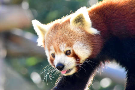 Red panda