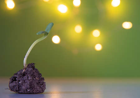 Young green seedling growing from soil on table against blurred lights, space for text