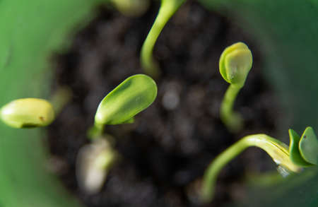 Green sprouts of seedlings in a pot close-up.の写真素材