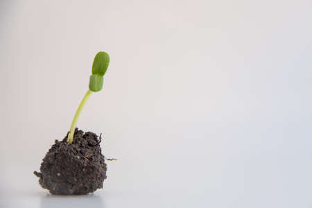 Green seedling illustrating concept of new life with white background and copy spaceの写真素材