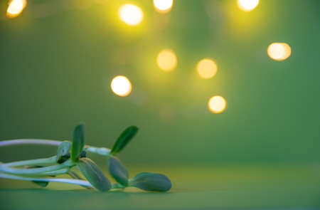 Sprouts of sunflower sprouts on a green background with a bokeh effect.の写真素材