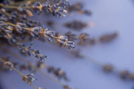 Dried lavender flowers on blue background, closeup. Space for text