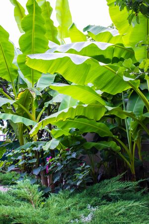 Banana tree with with huge green leaves, rainforest plantation backgroundの写真素材