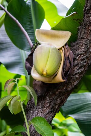 Banana tree with unripe fruits, tropical forest plantation backgroundの写真素材