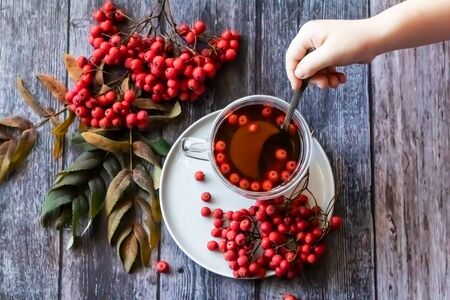 Hot healing tea, mountain ash tea. Applied with a lack of vitamins increases immunity. Reduces the level of bad cholesterol in the blood. Healing drink in a cupの写真素材
