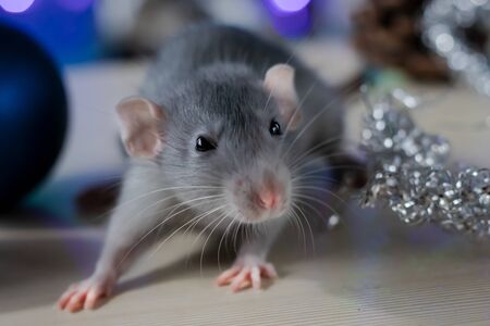 Christmas rat Symbol of the new year 2020. Year of the rat. Chinese New Year 2020. Christmas toys, bokehの写真素材