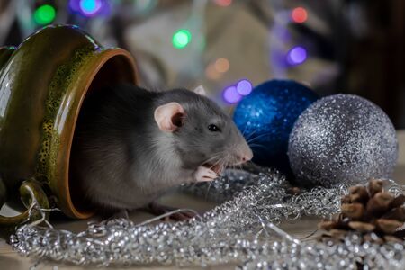 Christmas rat Symbol of the new year 2020. Year of the rat. Chinese New Year 2020. Christmas toys,...