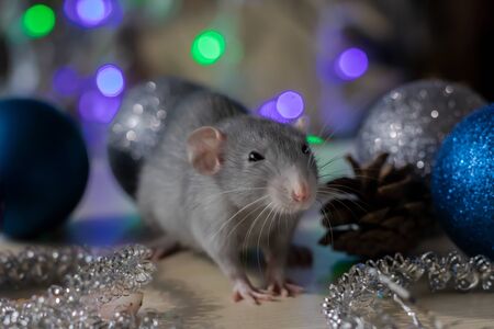 Christmas rat Symbol of the new year 2020. Year of the rat. Chinese New Year 2020. Christmas toys, bokehの写真素材