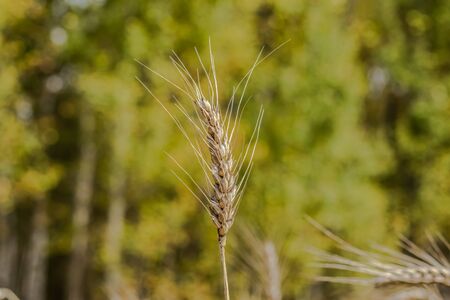 Spikelets of wheat, field, autumn harvest