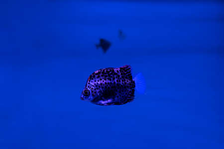 An aquarium, interesting sea inhabitants, fish behind glass. Undersea worldの写真素材