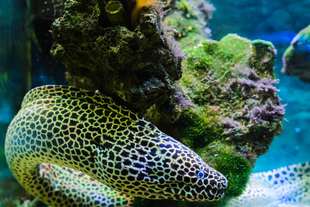 Beautiful fish, the underwater world of the sea in a small aquarium.
