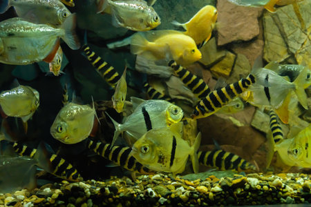 Beautiful fish, the underwater world of the sea in a small aquarium.