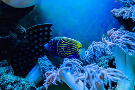 Marine life in the aquarium, fish and corals.の写真素材