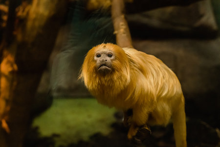 Beautiful small, red haired monkey in the zoo. On a tree branchの写真素材