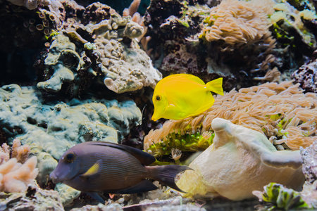 Fish in the aquarium, underwater world, corals.の写真素材