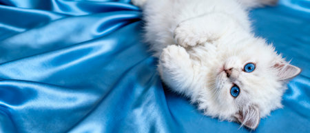 Pets. Adorable fluffy white kitten with striking blue eyes is playfully lying on soft blue satin fabric, highlighting its playful nature and inviting charmの素材