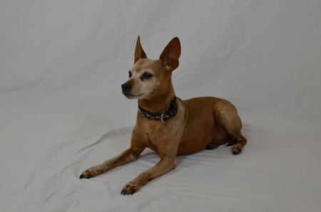 Bono the Dogの写真素材