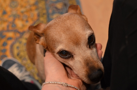 Scary dogの写真素材