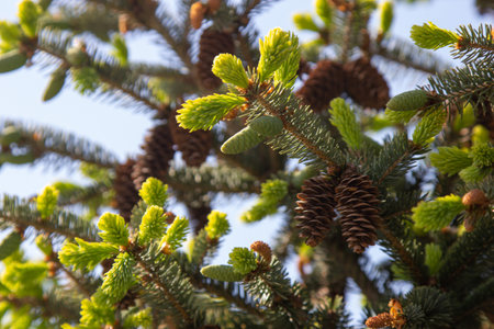 Spring buds of the Christmas tree. Detail of a fresh spruce branch in the forest on a blue sky.