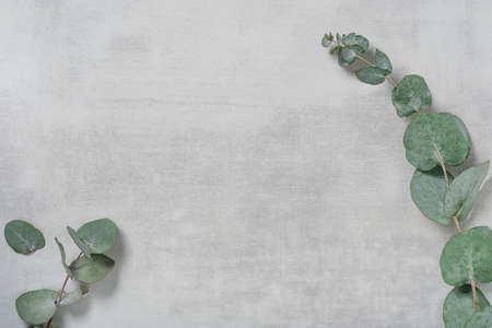 Minimalistic concrete light gray background with eucalyptus branches top view with copy space. Stylish flat lay.の写真素材