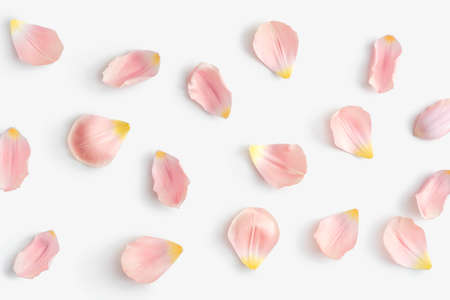 Gently pink petals of tulips or roses flowers on a white isolated background.の写真素材