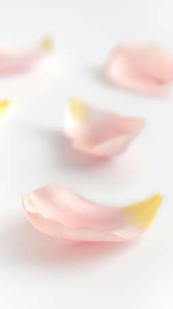 Gently pink petals of tulips or roses flowers on a white isolated background.の写真素材