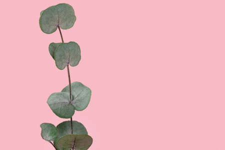 Eucalyptus branch isolated on pink background copy space.