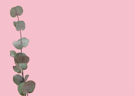 Eucalyptus branch isolated on pink background copy space.の写真素材