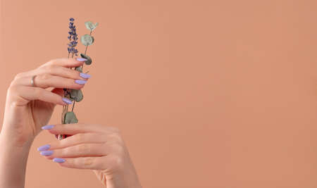 Hands of a beautiful well-groomed with feminine violet lavender nails gel polish on a beige background and eucalyptus branches, flowers. Manicure, pedicure beauty salon concept.の写真素材