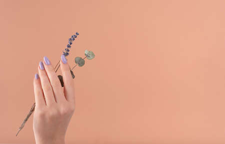 Hand of a beautiful well-groomed with feminine violet lavender nails gel polish on a beige background and eucalyptus branches, flowers. Manicure, pedicure beauty salon concept.の写真素材